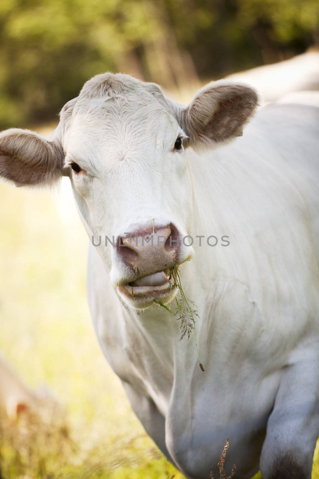 Close up of a White Scandinavian cow