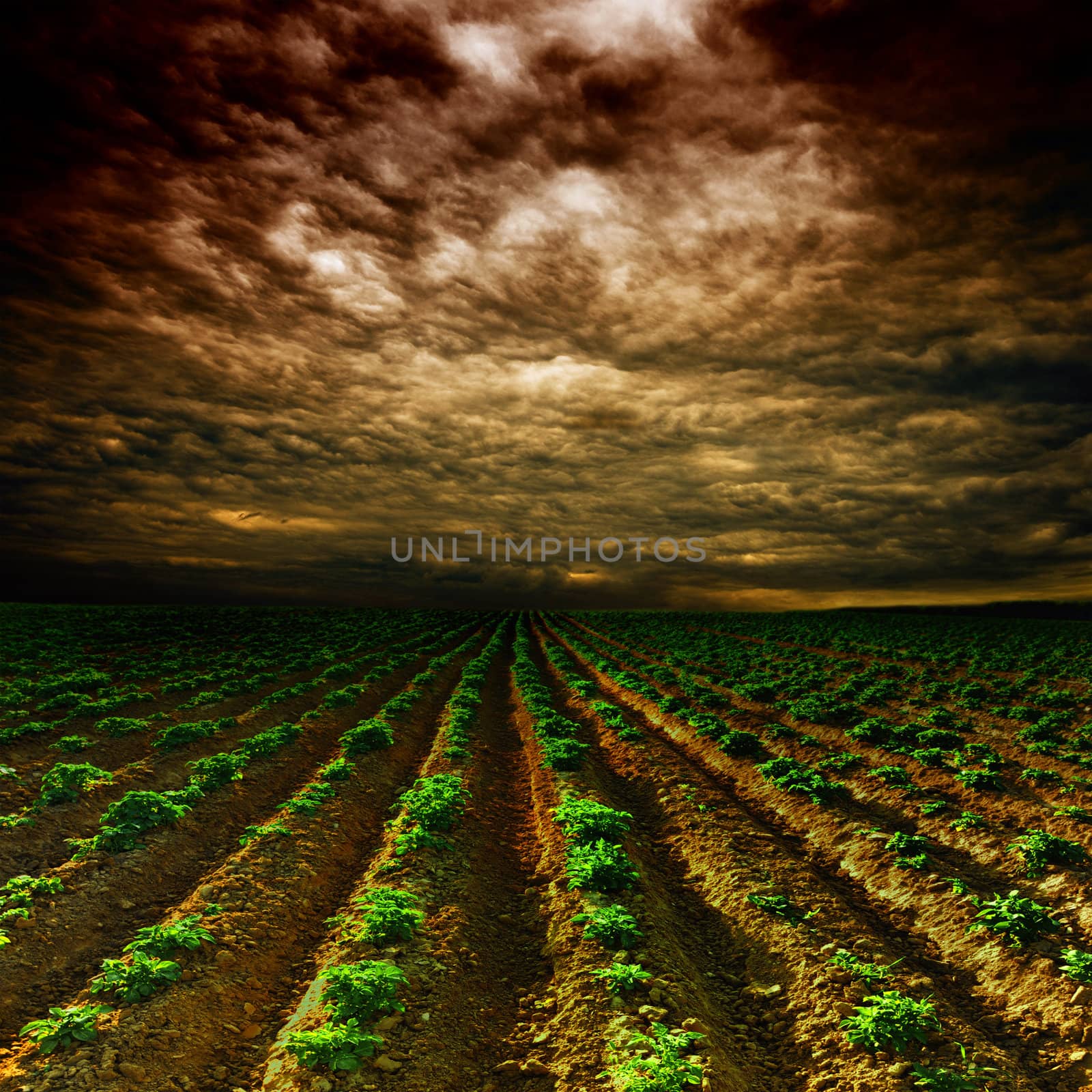 potato field on a sunset under blue sky landscape