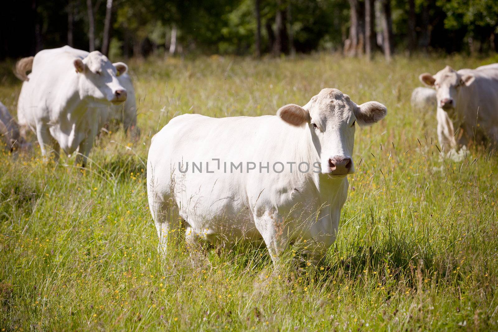 Scandinavian white cow on a field