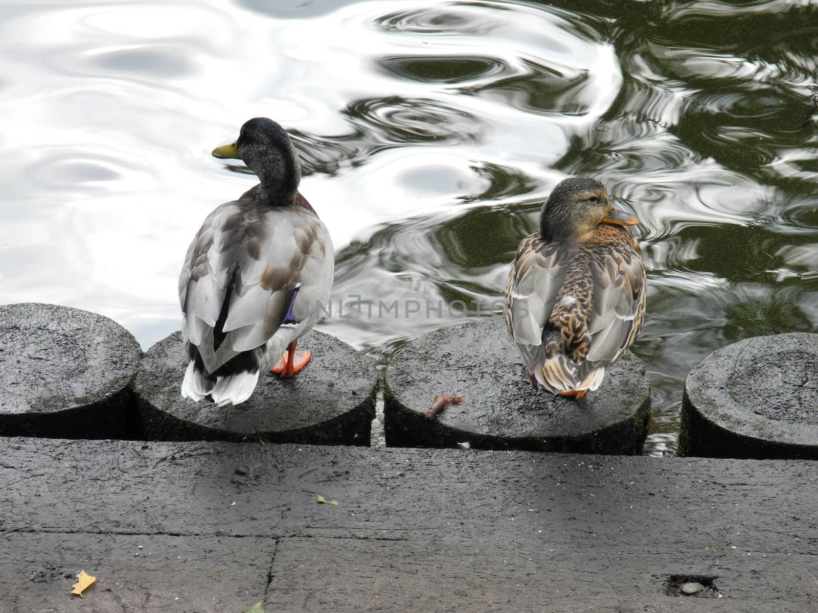 The couple of ducks near the canal of Riga