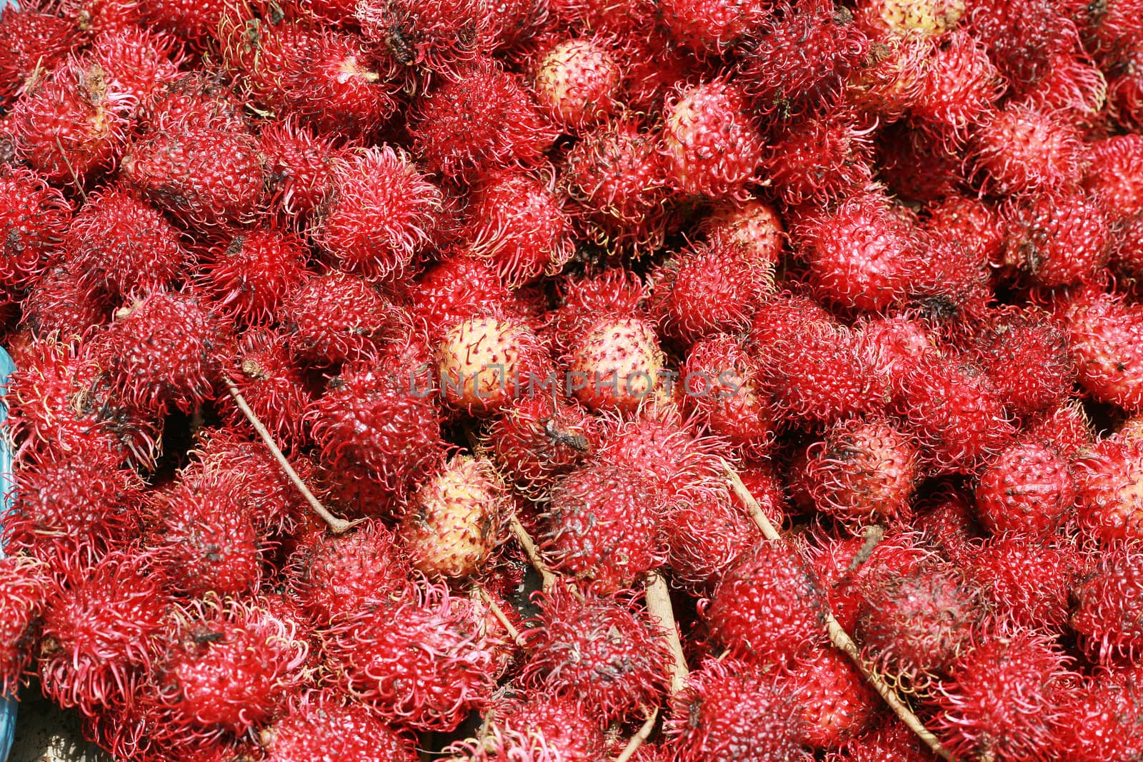 rambutan background, a tropical fruit by dacasdo