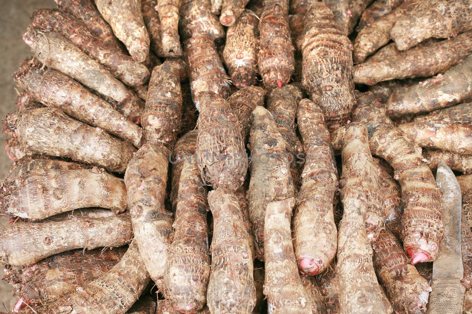 background of fresh taro root (colocasia) by dacasdo