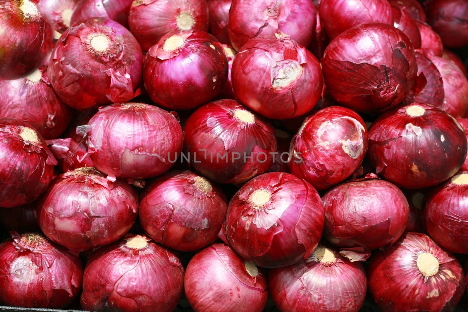 Harvested Red Onions in background