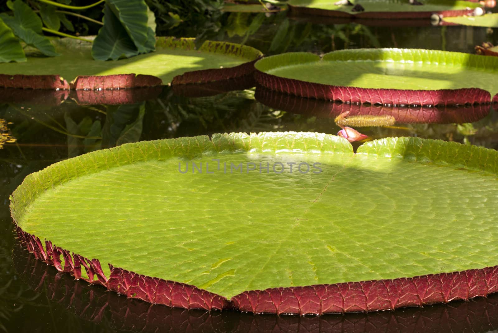 Green leaves of giant water lilies and water reflections