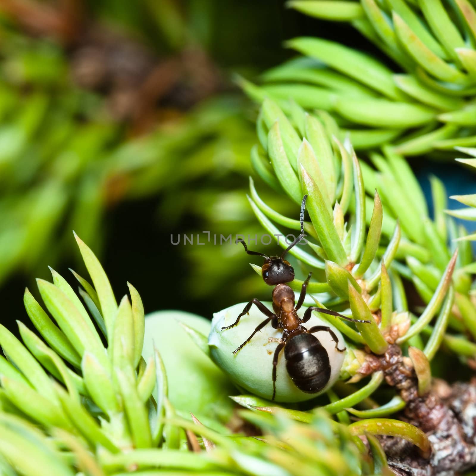 A single horse ant on a branch