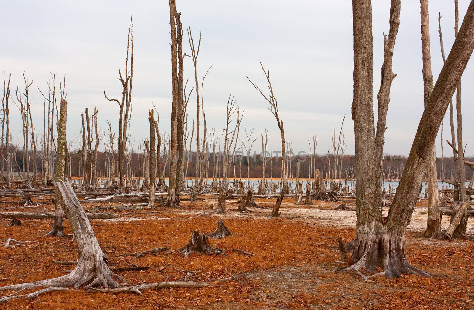 Dead Trees in the forest around a lake with low water levels