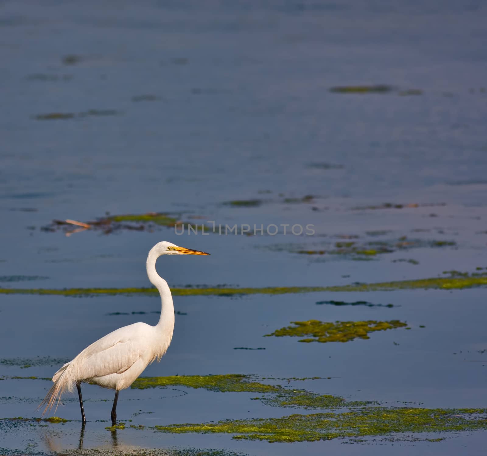 A great white egret in a salt water marsh. The egret is fairly small in the frame leaving plenty of room for text.