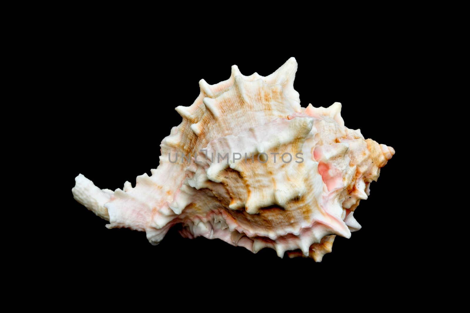 An isolated conch seashell over black