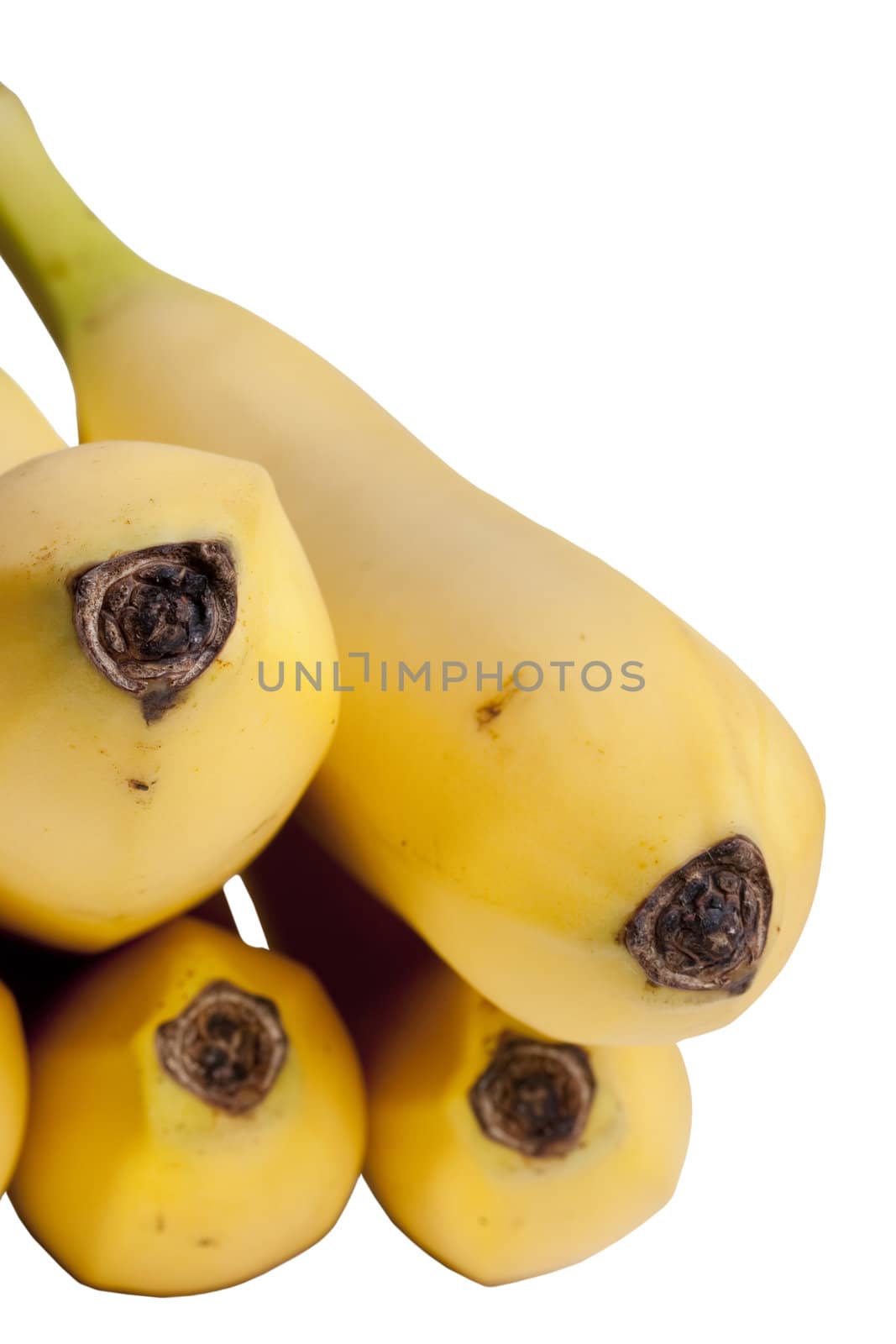 Ripe yellow bananas on a white background.