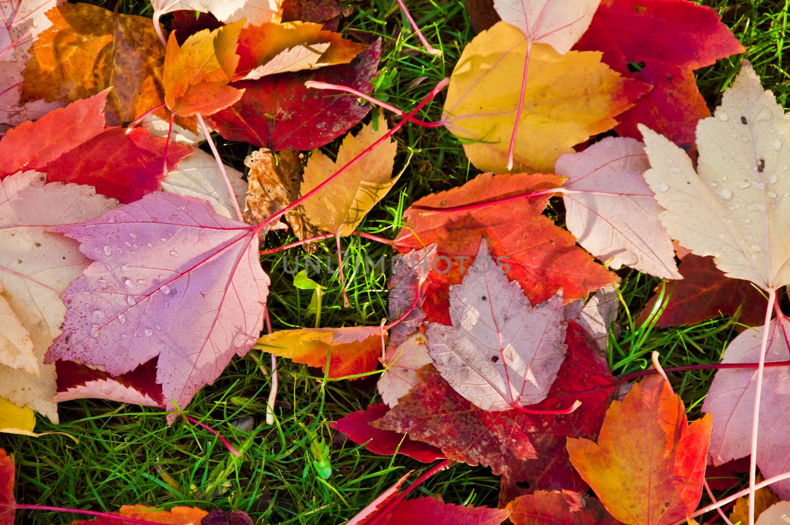 Autumn leaves on the lawn of green grass.