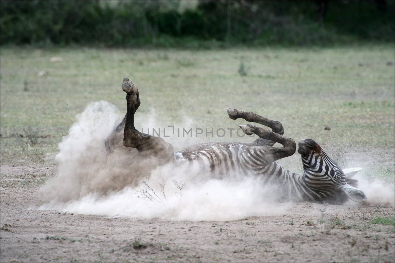 Zebra in a dust. The zebra goes for a drive by the ground, lifting dust clubs.