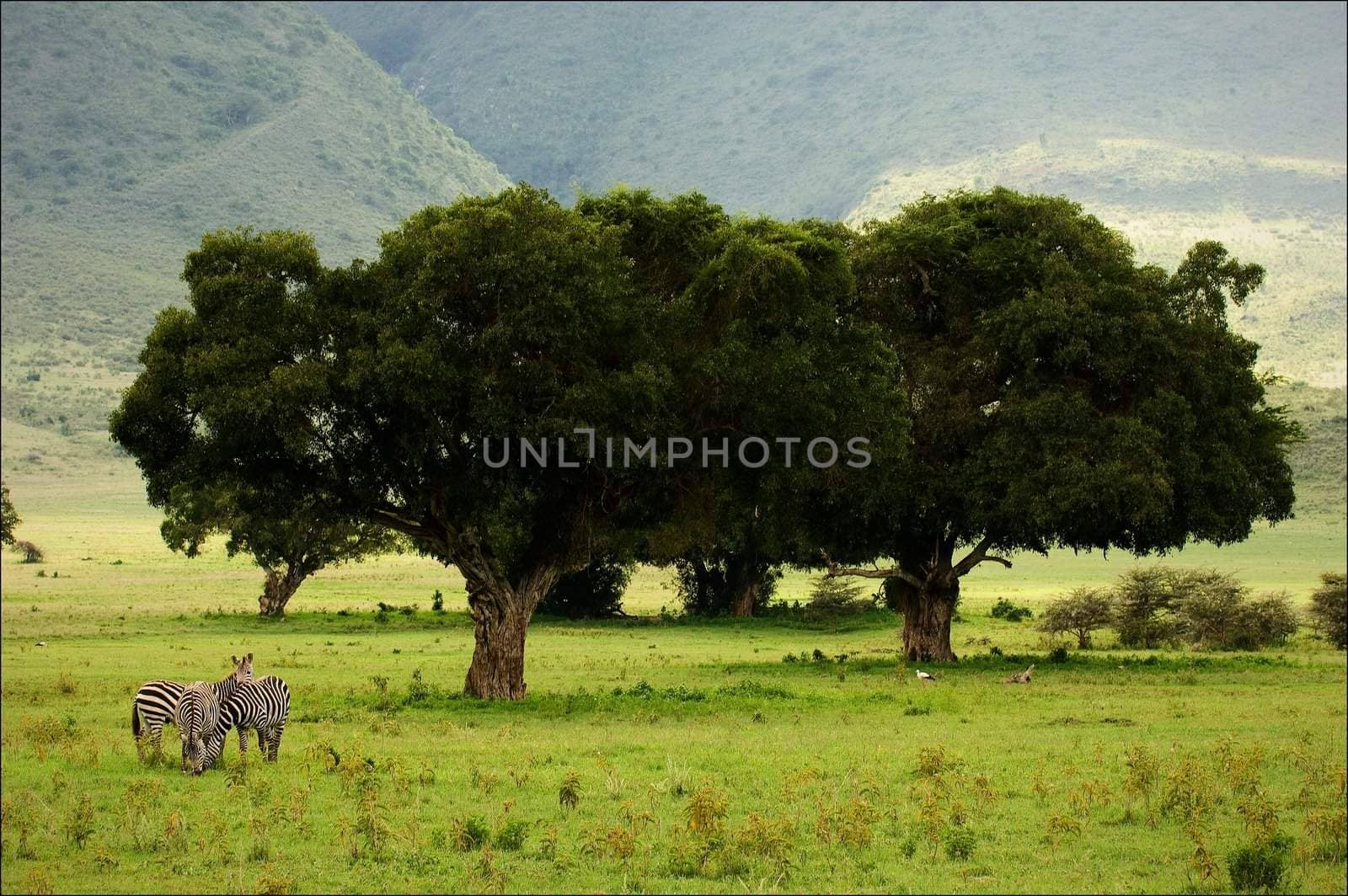 In a crater of Ngoro ngoro. by SURZ