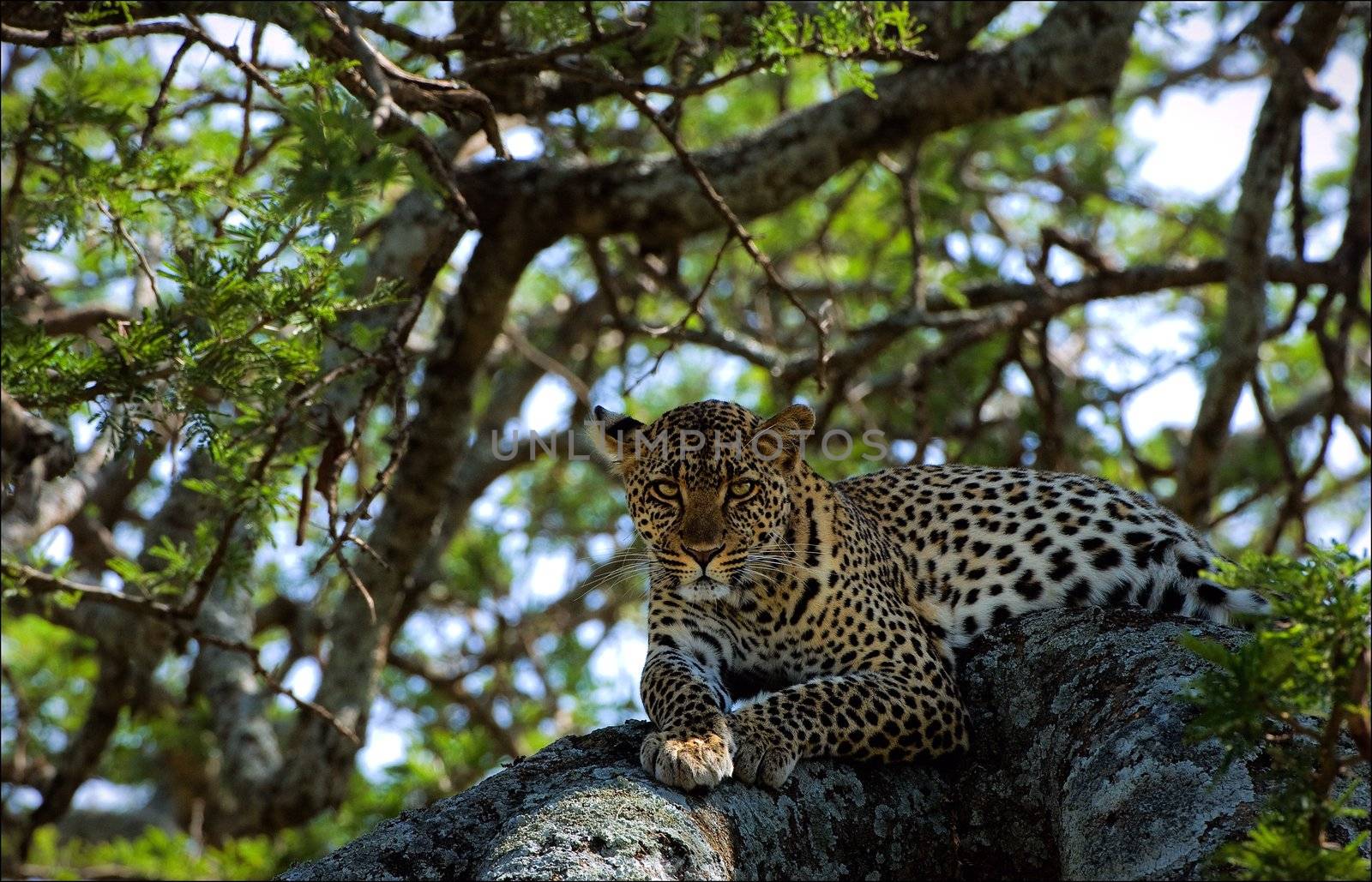 Leopard on a tree. The leopard lies on a tree branch, having hidden in a shade from the hot sun.
