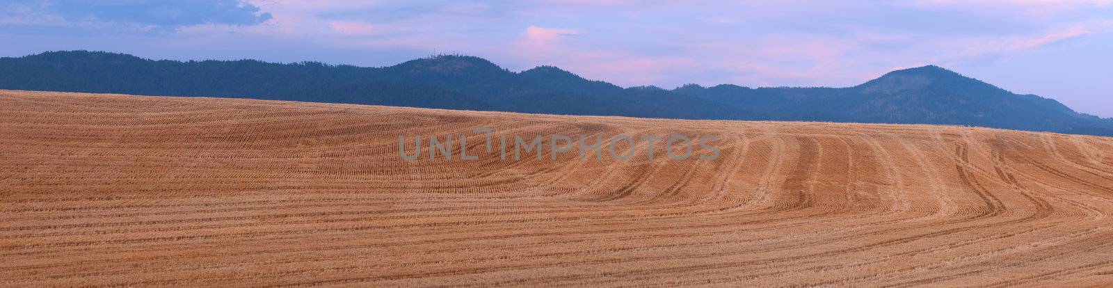 Harvested wheat field patterns and The Palouse Range on a summer evening, Latah County, Idaho, USA