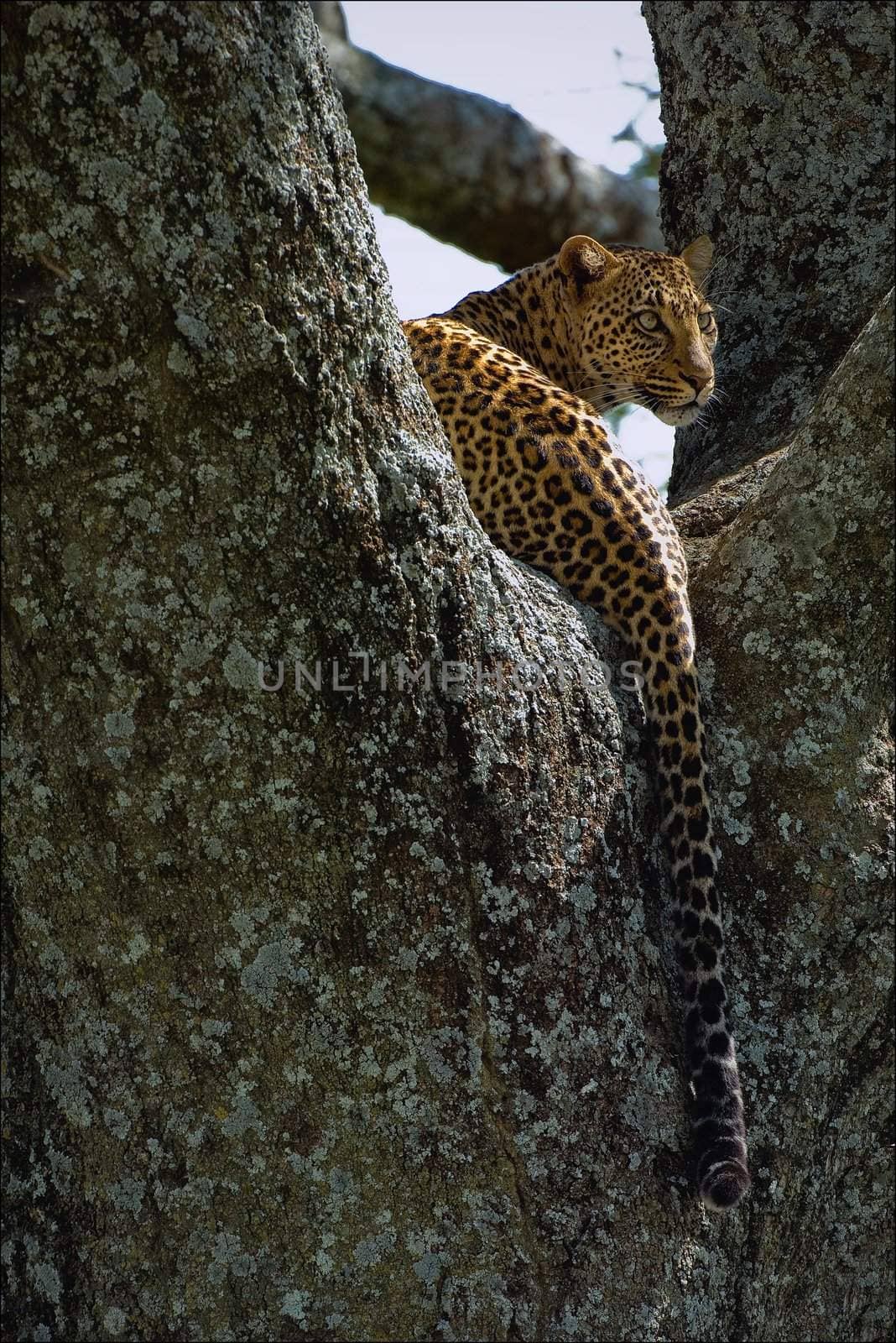 Leopard on a tree. The leopard hides from solar hot beams on a tree.