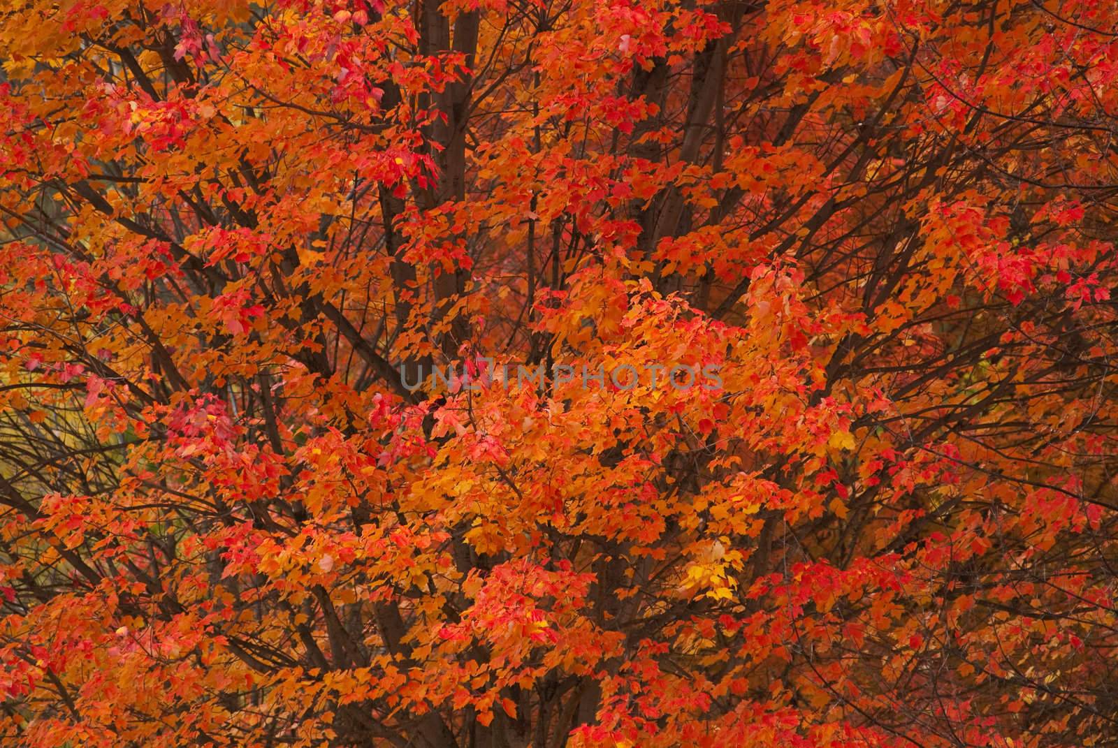 Red Maple (Acer rubrum) in autumn