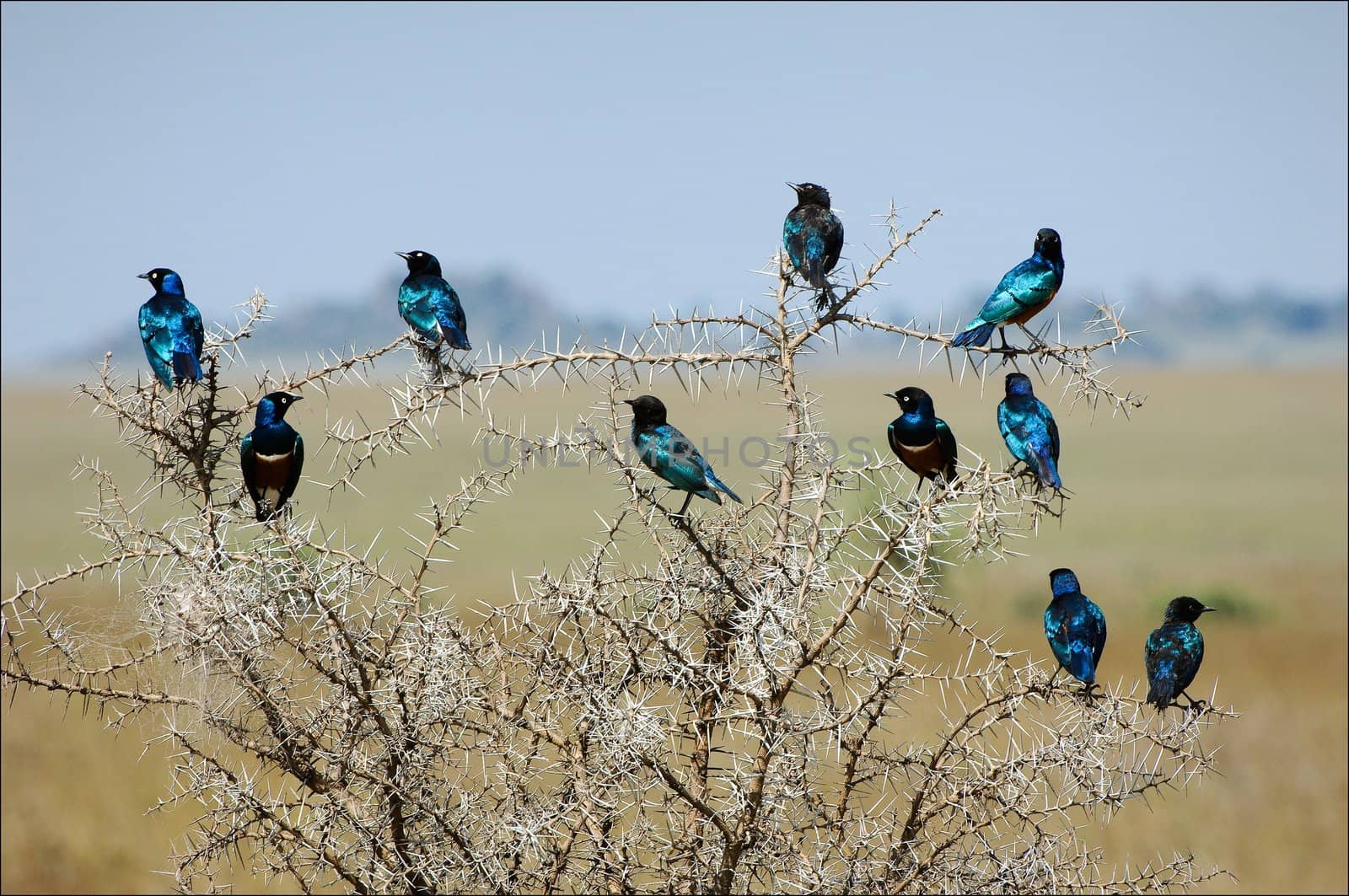 The group of bright bi of brilliant birds sits on an acacia as a New Year's garland.