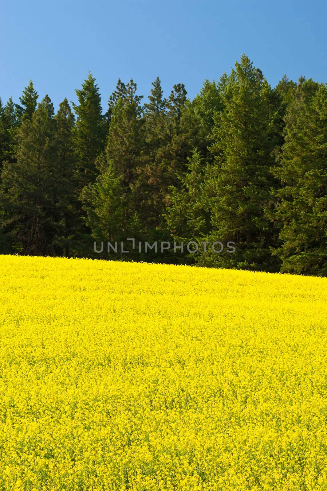 Canola field, spruce and pine trees, near Troy, Latah County, ID, USA by CharlesBolin