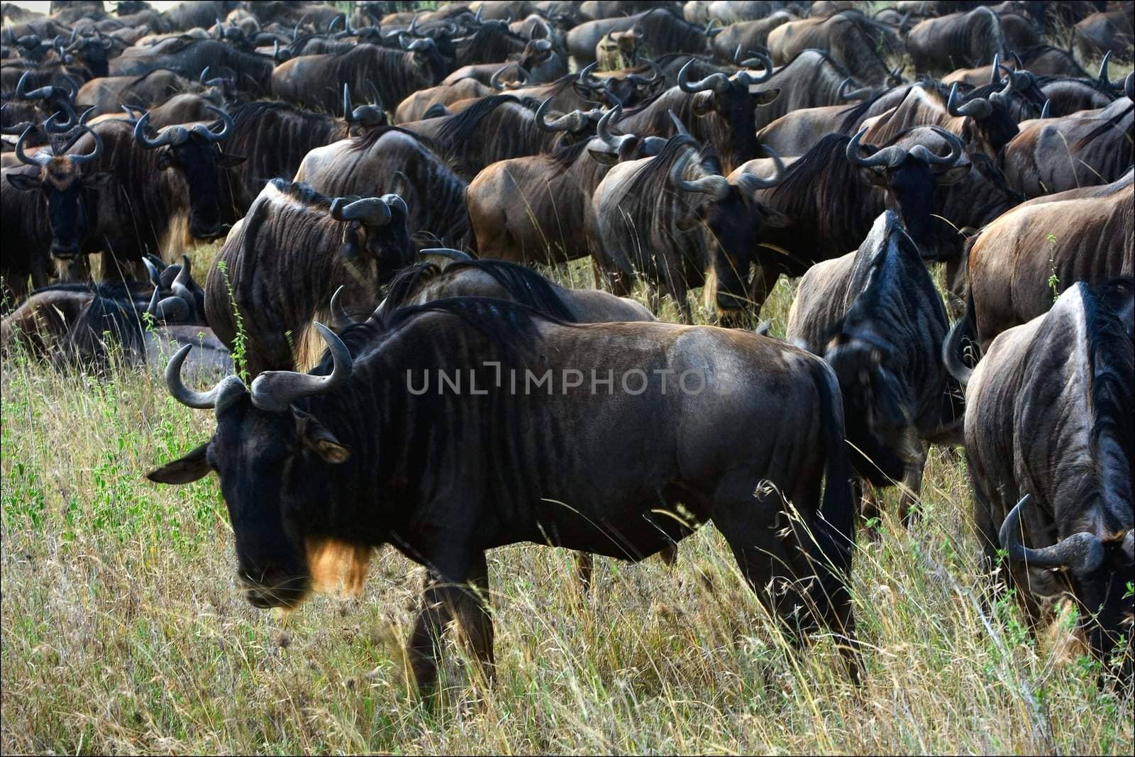 The herd of gnu antelopes is grazed on a faded grass of savanna.