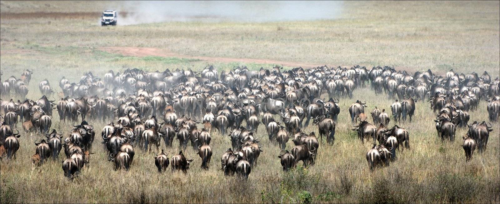 The herd of gnu antelopes is grazed on a faded grass of savanna.