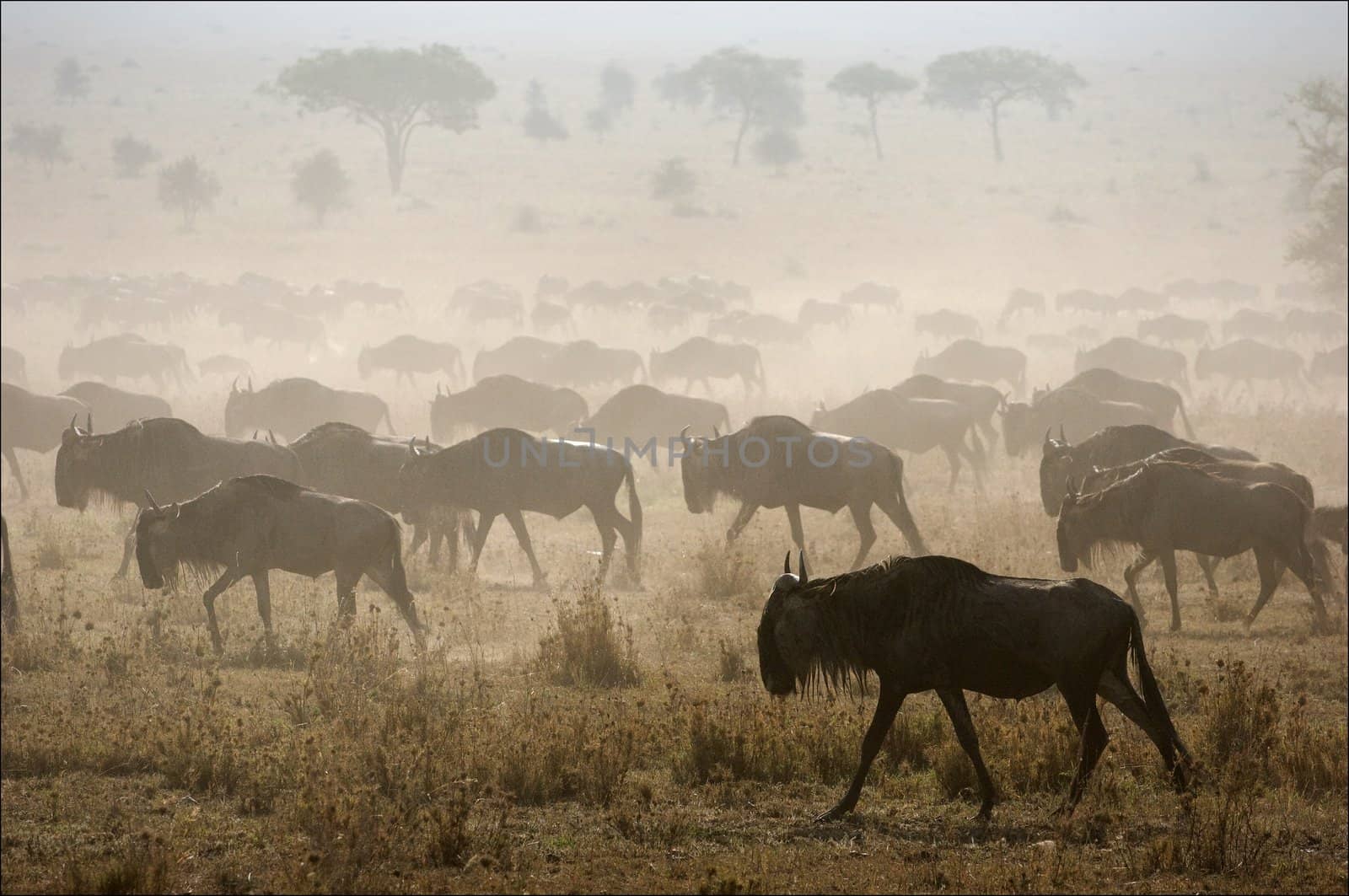 The herd of migrating antelopes goes on dusty savanna.