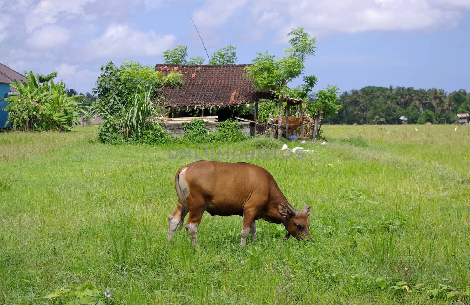 Cow grazing in a meadow, Kerobokan, Bali, Indonesia.