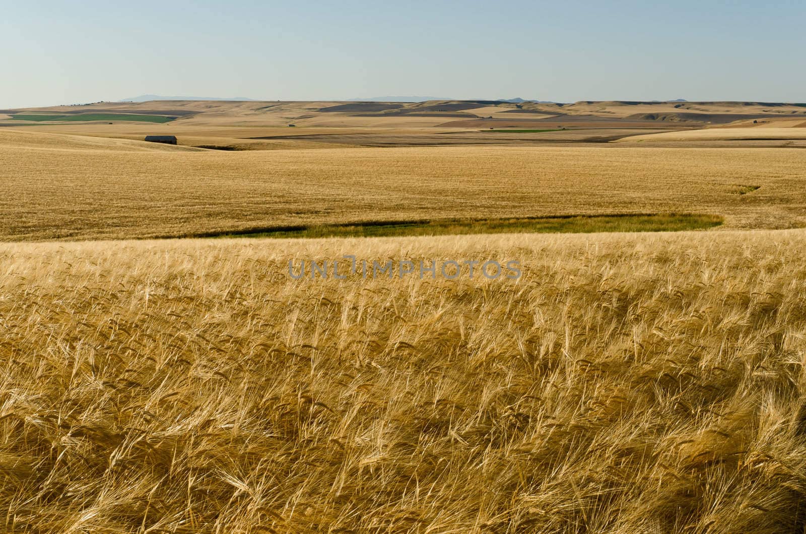 Rolling wheat fields in summer, Gallatin County, Montana, USA