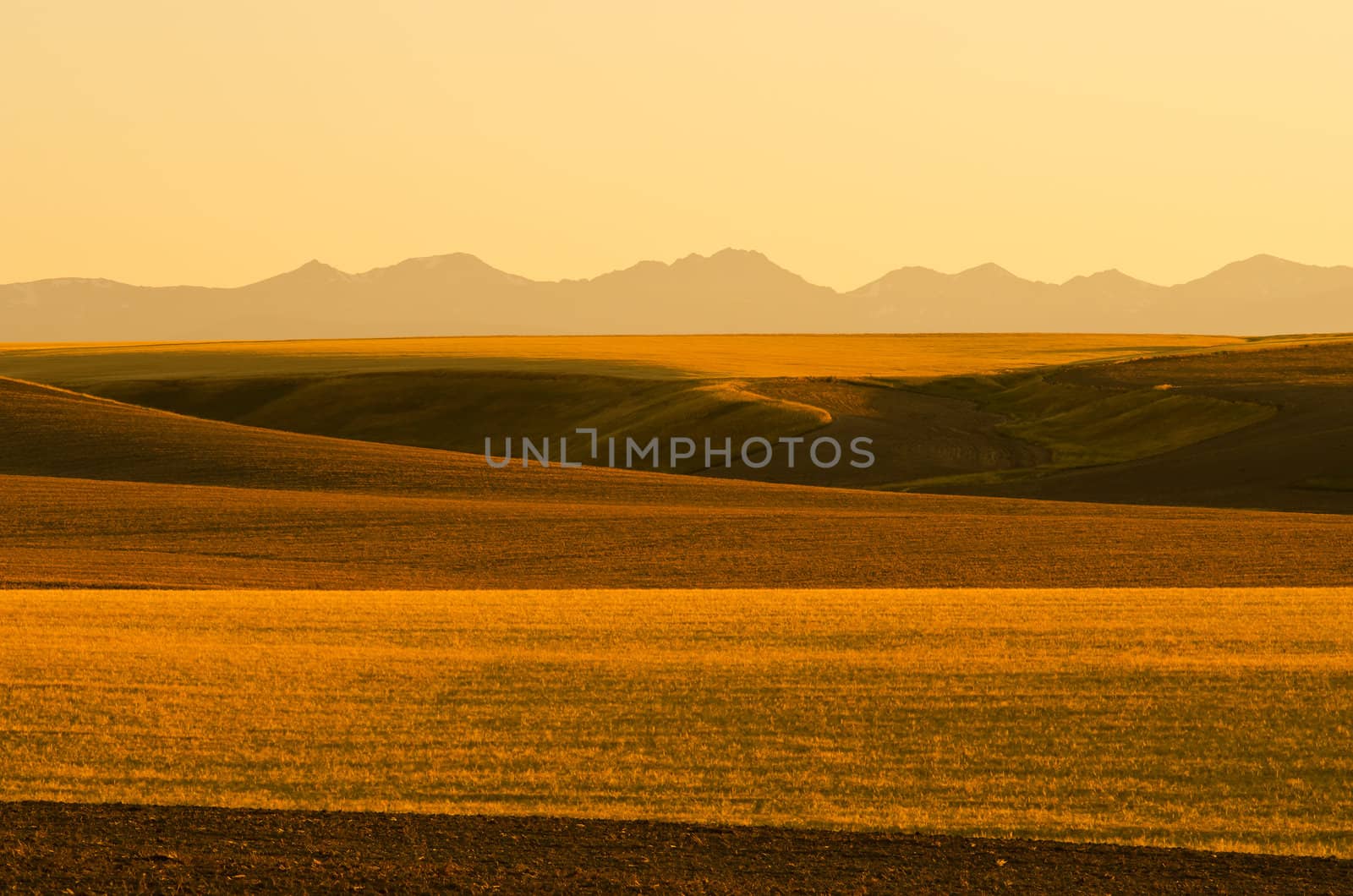 Wheat fields and the Tobbaco Root Mountains, Gallatin County, Montana, USA