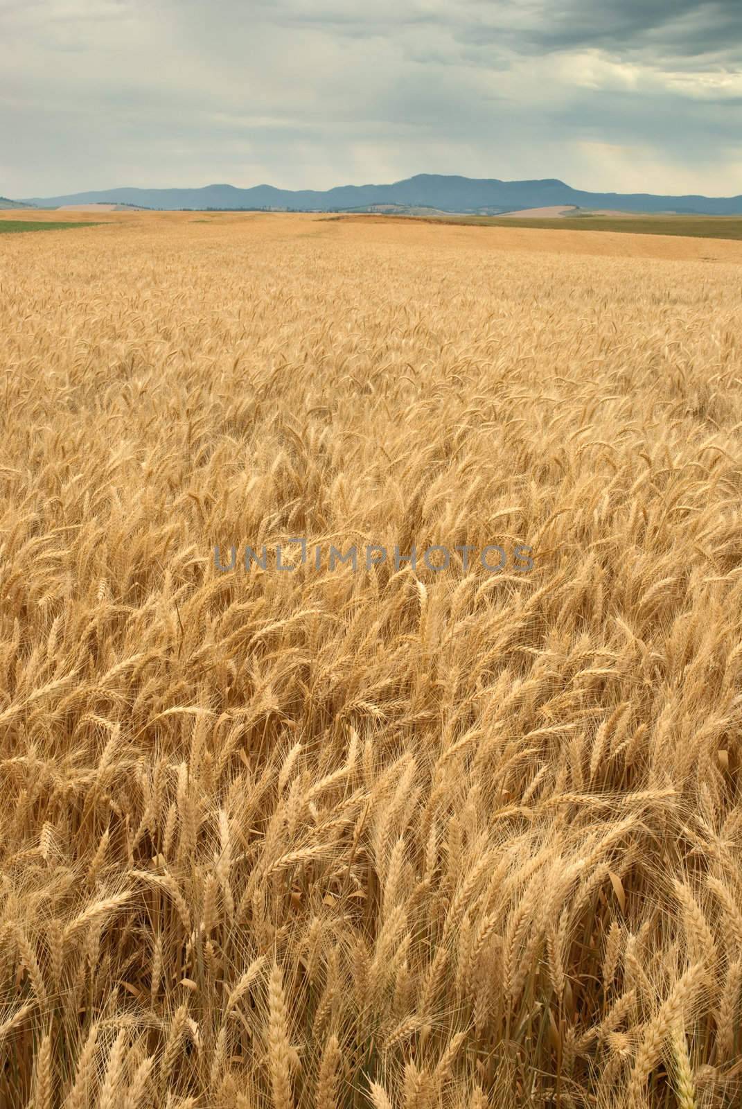 Golden wheat, the Palouse Range and storm clouds, Latah County, Idaho, USA