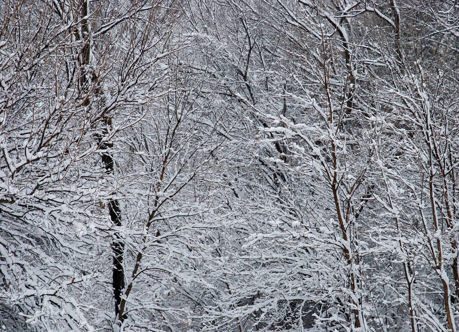 Snow covered trees, Lincoln, Lancaster County, Nebraska, USA by CharlesBolin