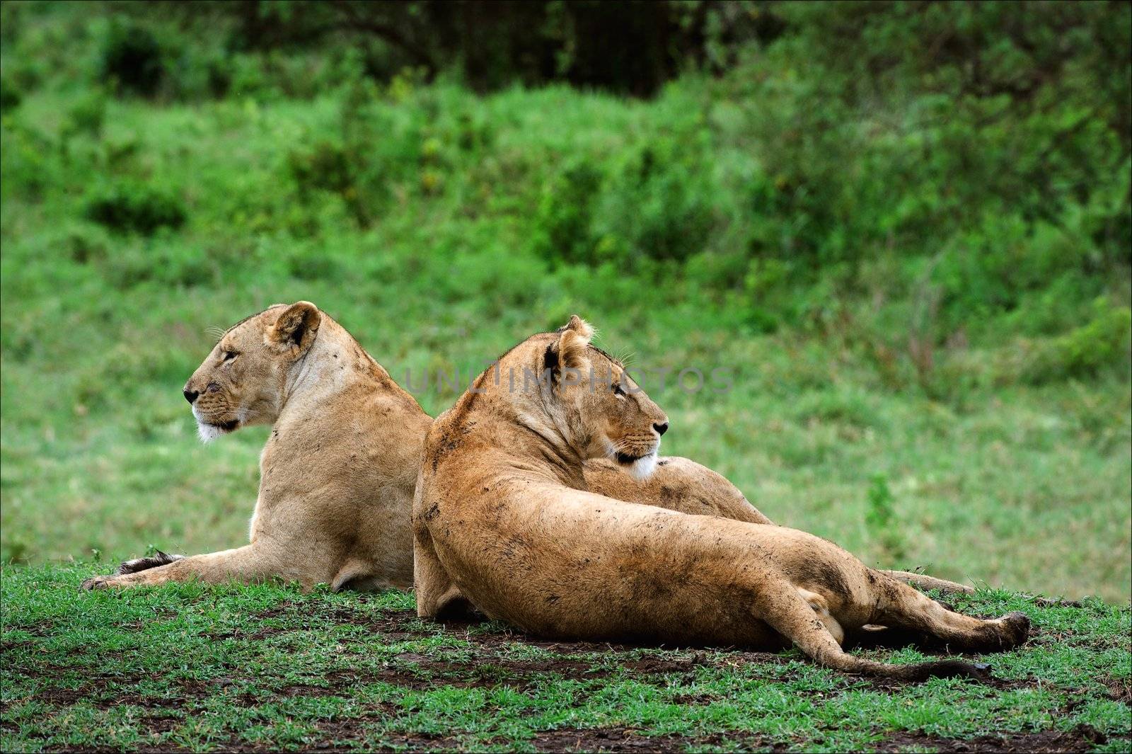 Two lionesses. Two lionesses lie on brightly green grass and look around.