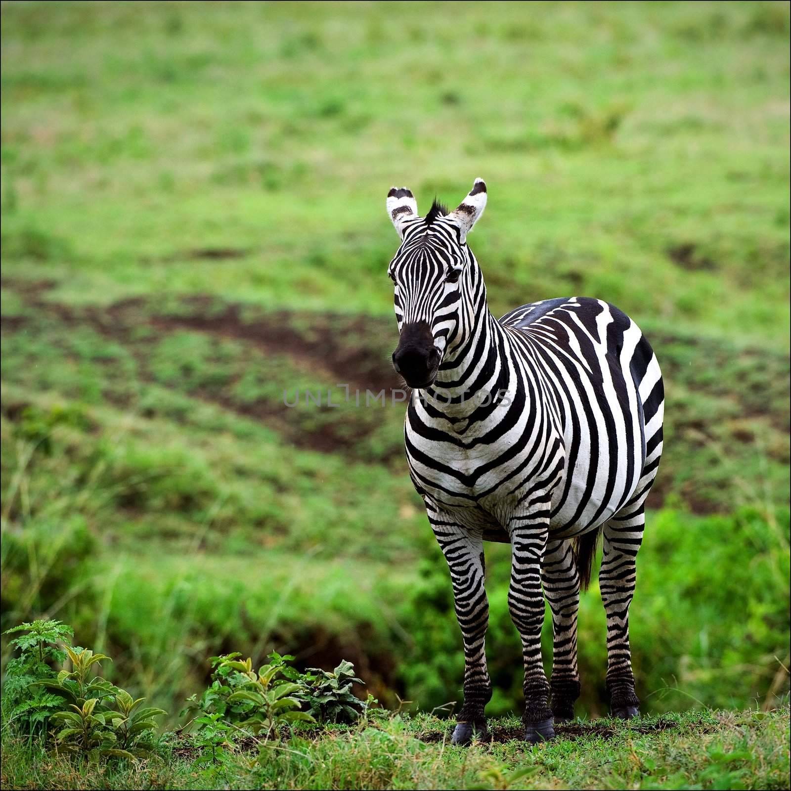 Zebra.  by SURZ