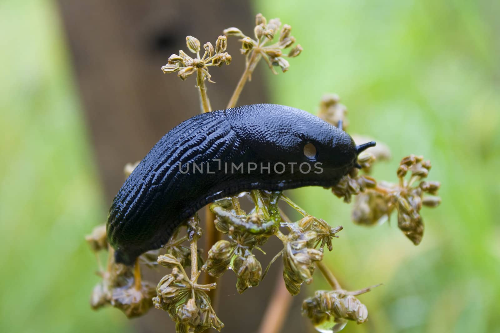 Black slug without a house on a plant