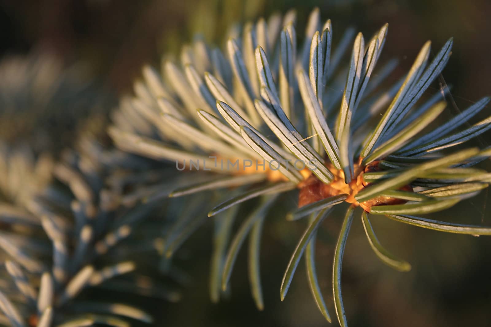 Close up of branch of fir