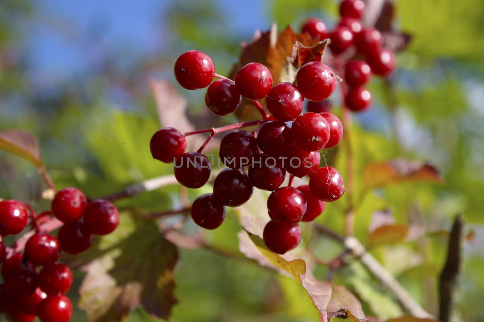 Wild red berries in the sun