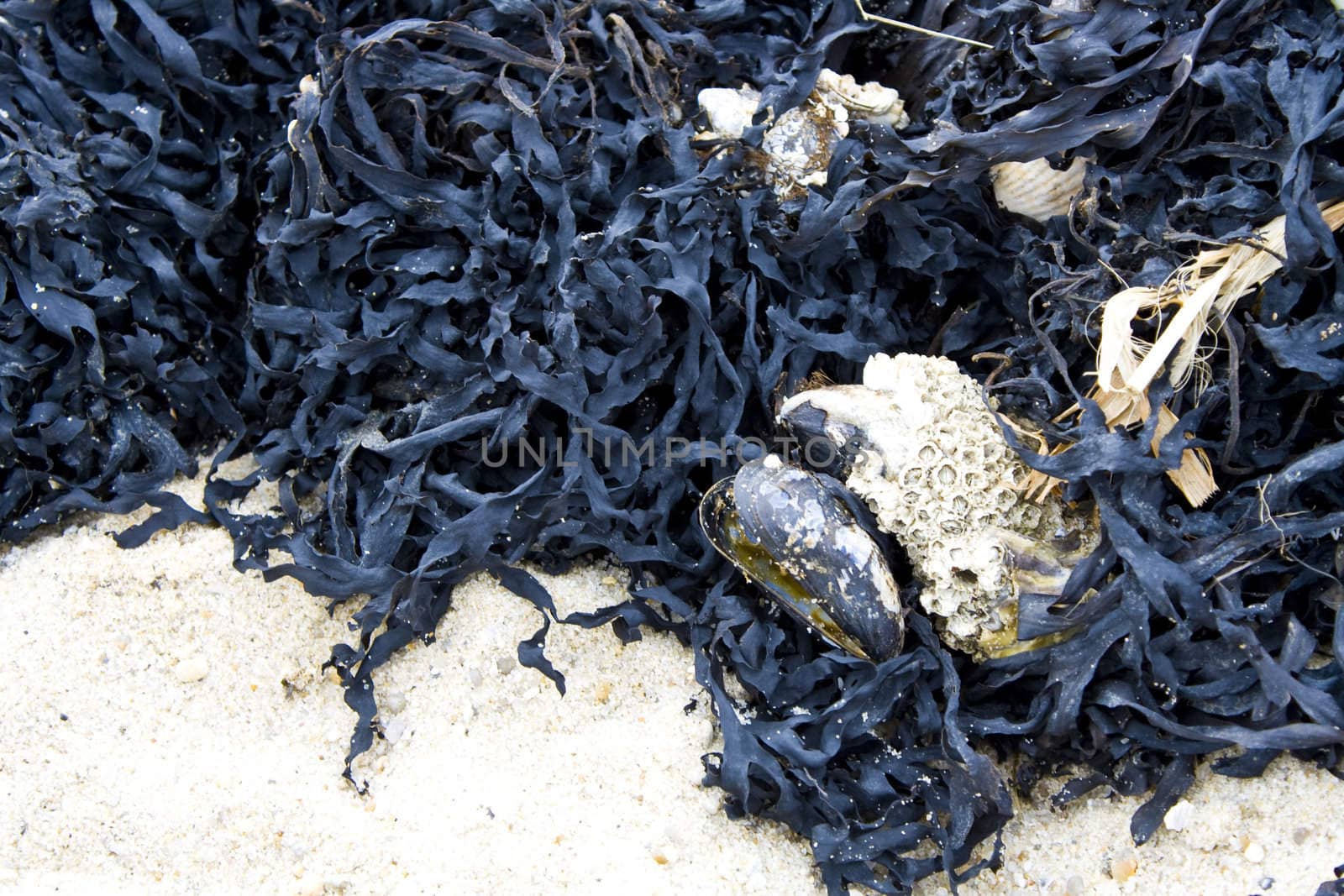 Seaweed with shells on a sand beach