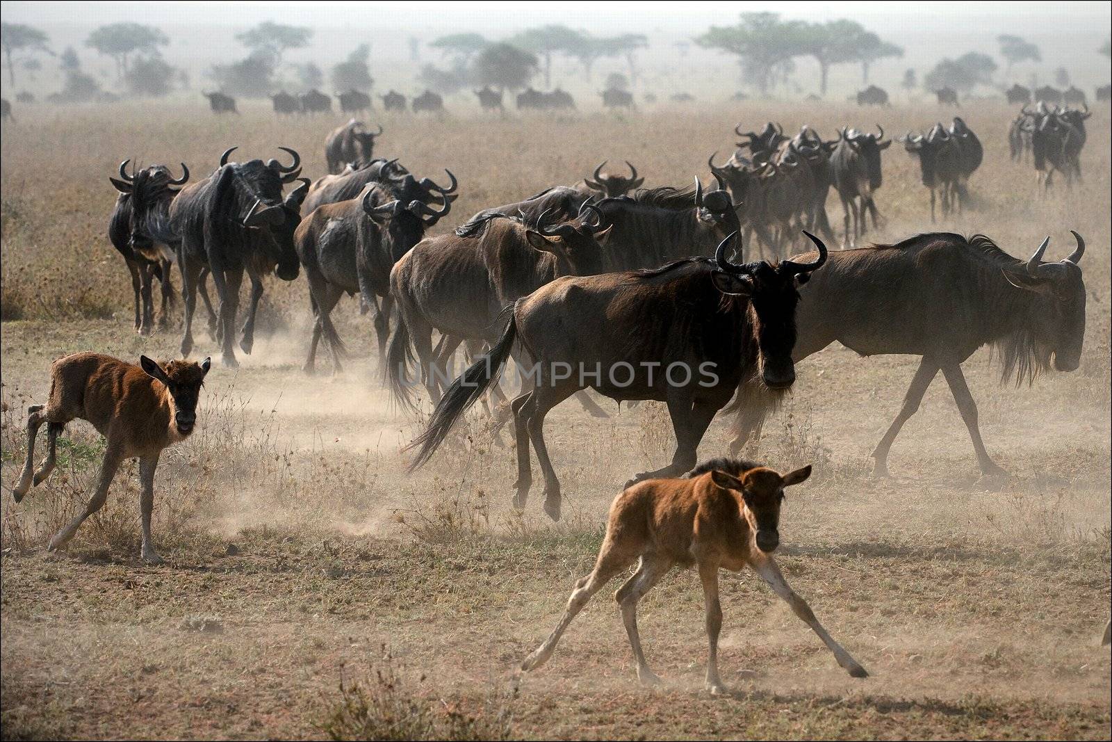 The herd of migrating wildebeest antelopes goes on dusty savanna.