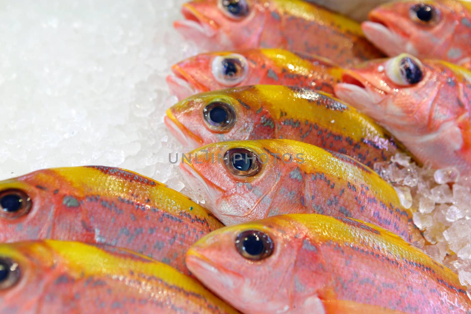 fish for sale in market