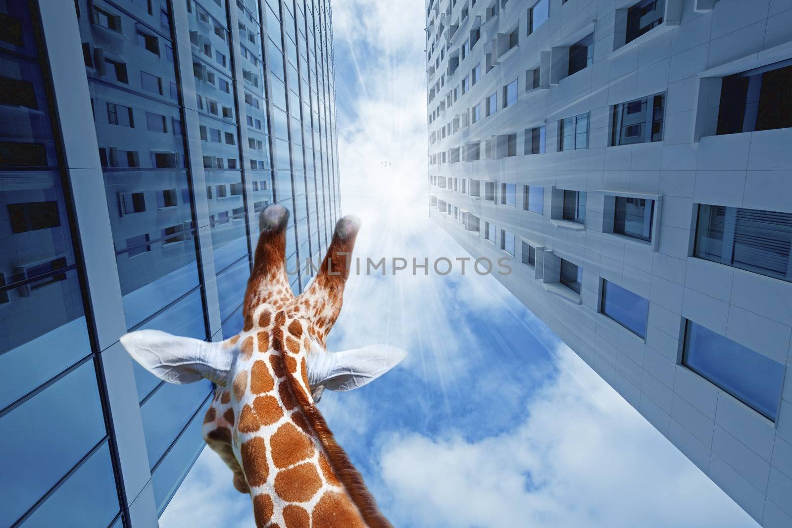 Giraffe in the city by kjorgen