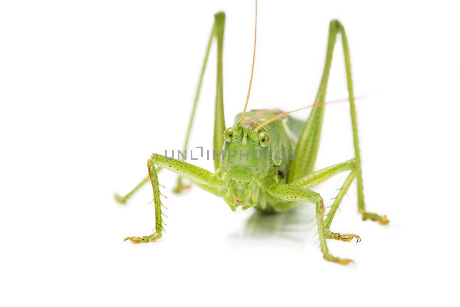 closeup of an grasshopper from front on white background