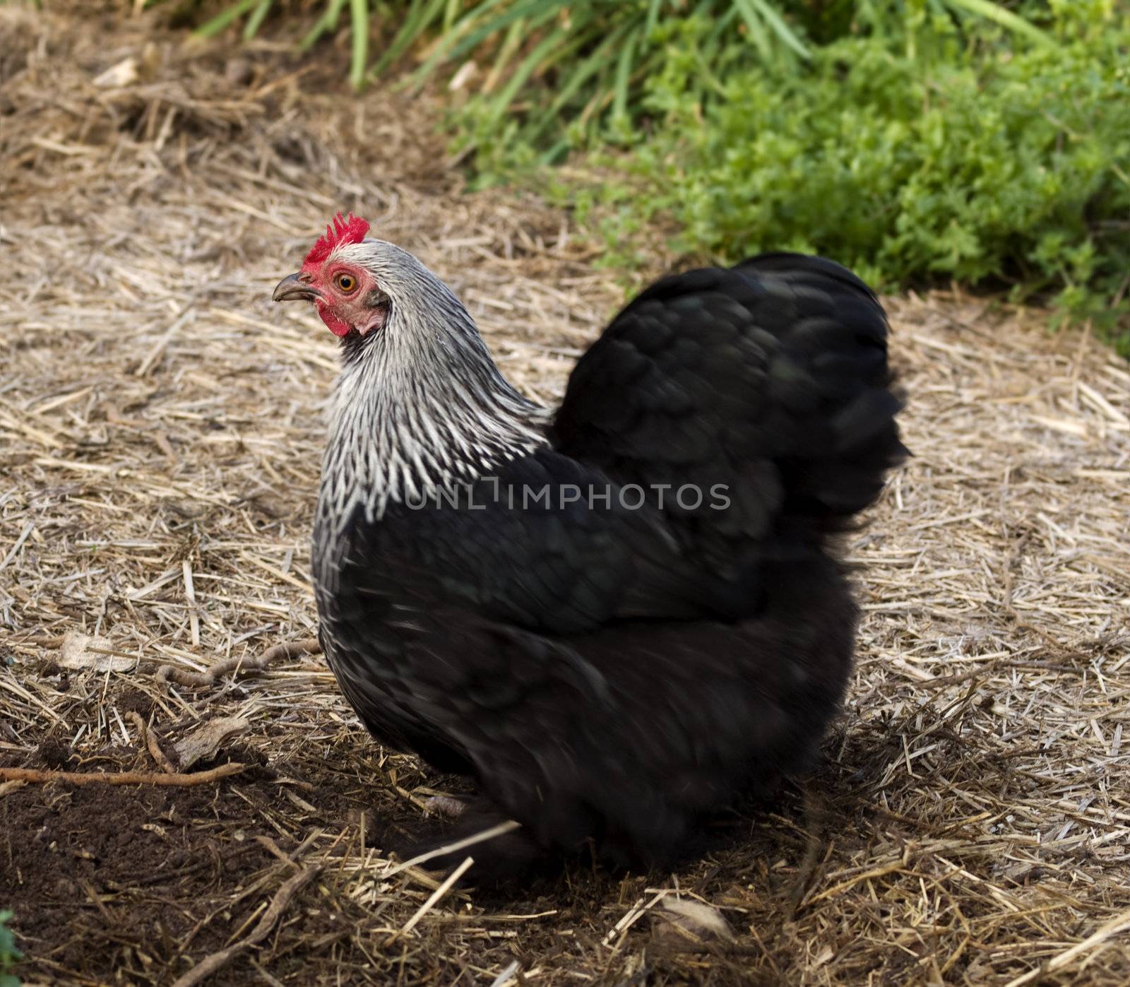 Birchen Cochin, black and white bantam pekin hen  by sherj