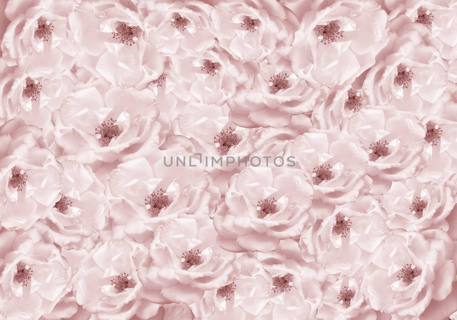 valentines day rose flower backdrop  by sherj