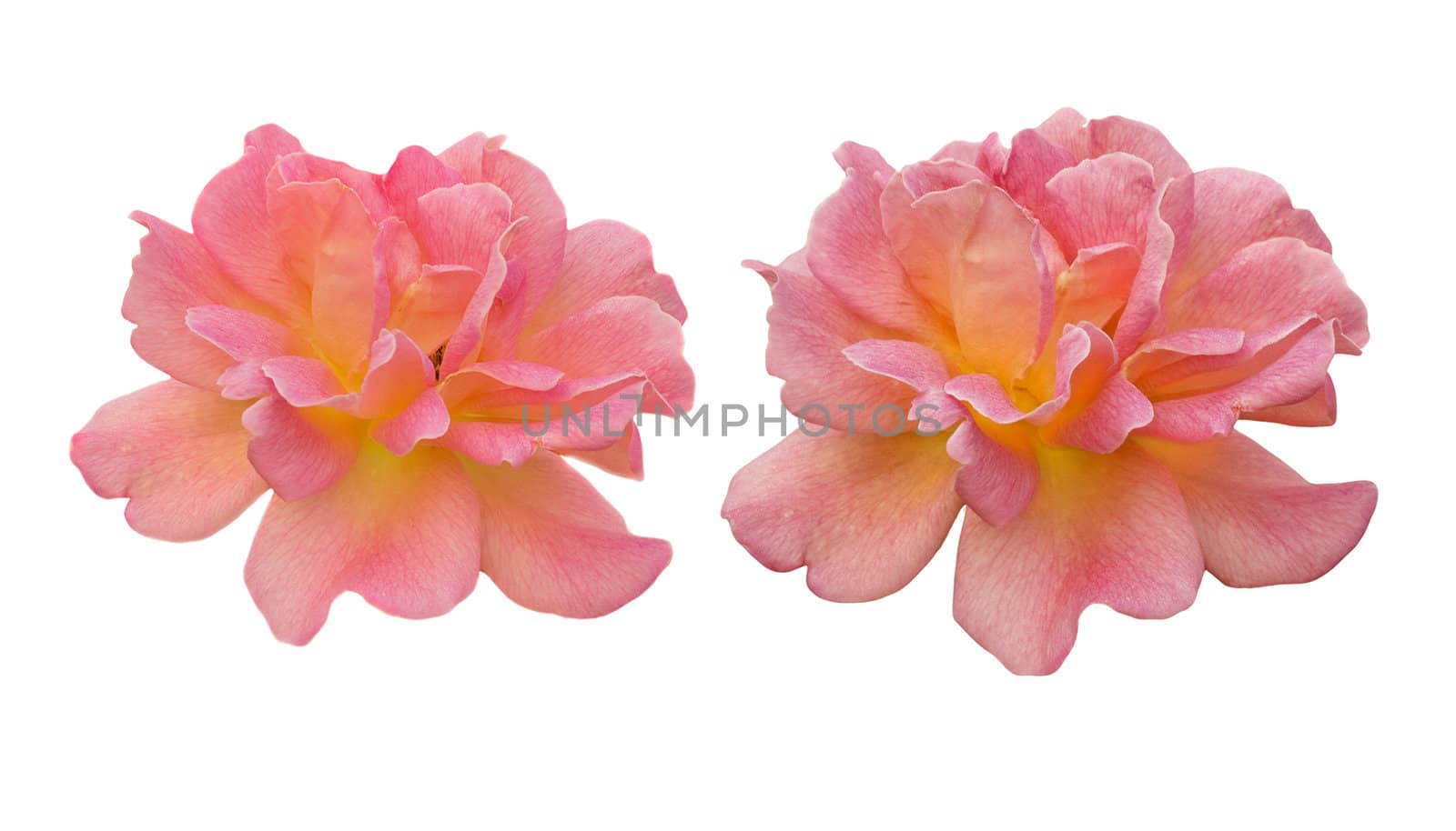 spring pink rose flower blossom isolated with white copyspace