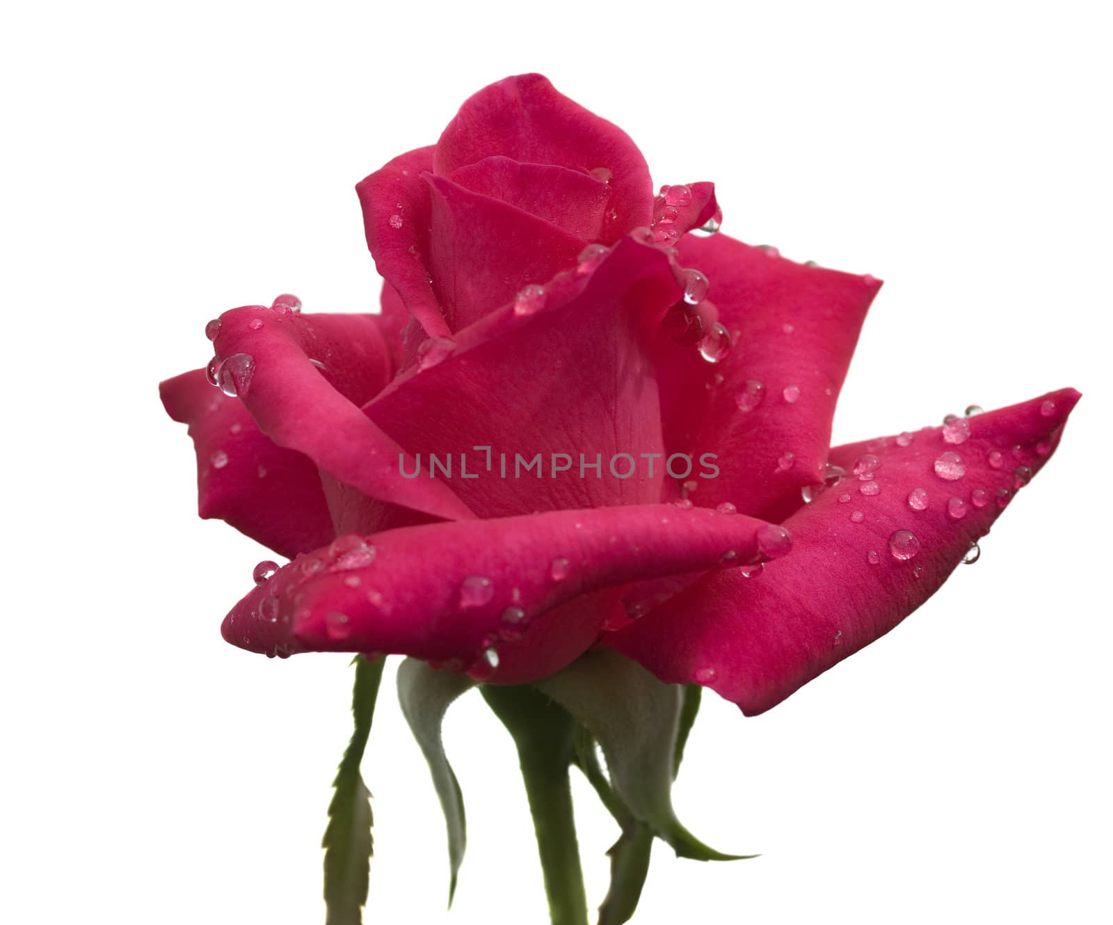 fresh raindrops dew on cerise red rose flower stem with foliage isolated on white