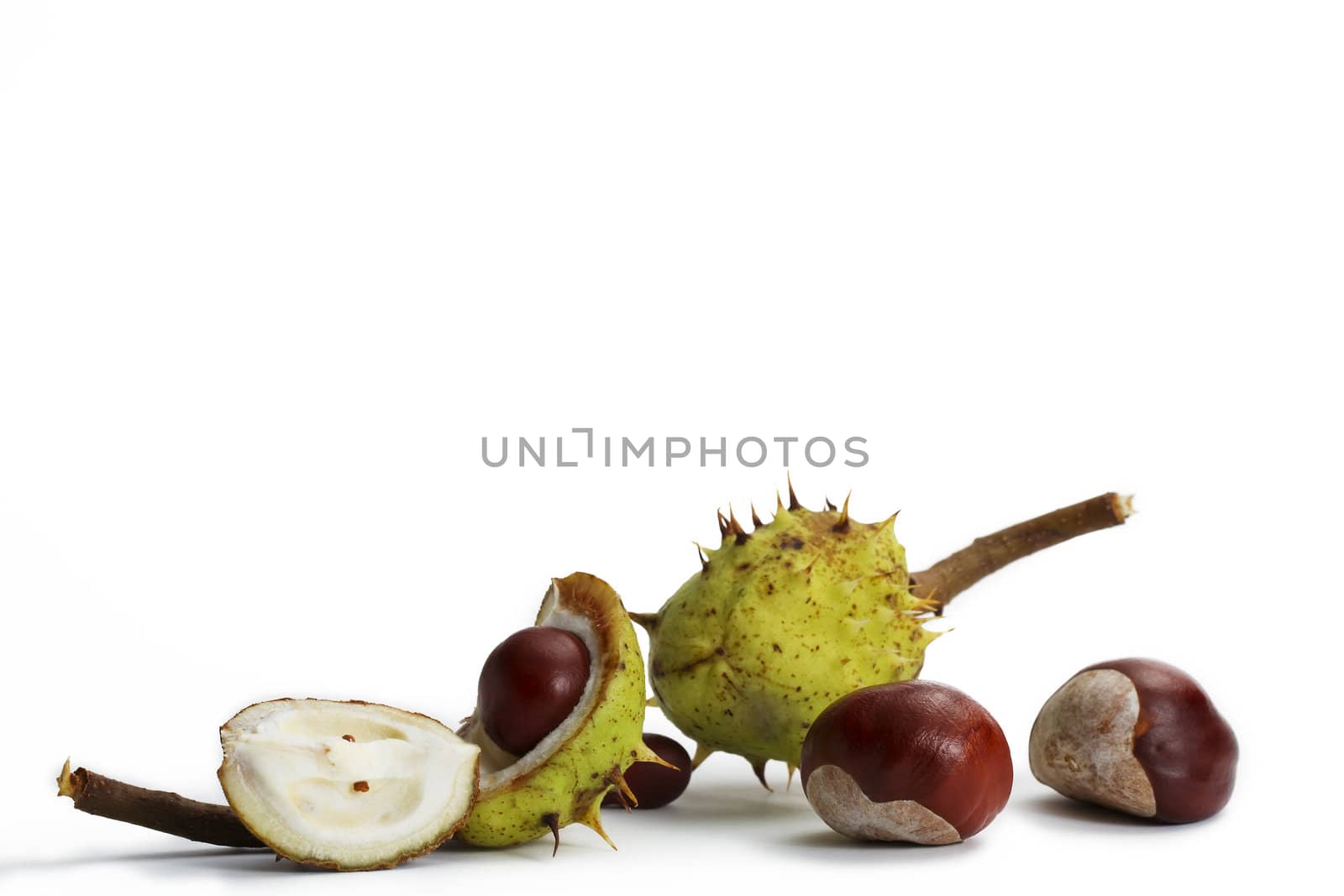 some opened and closed buckeyes on white background