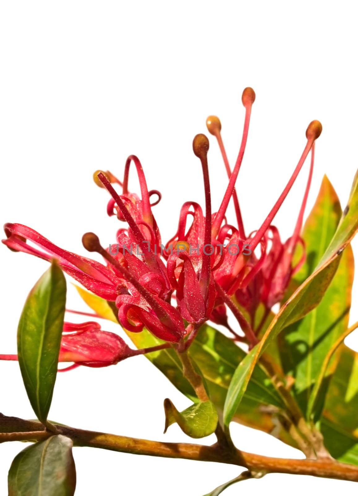 grevillea splendour Australian flower isolated with foliage