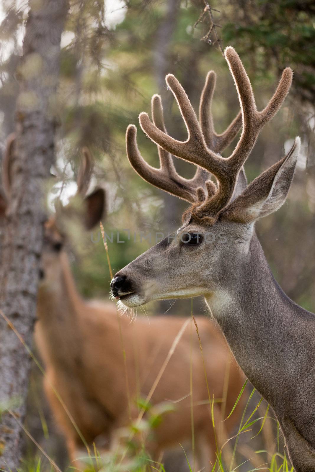 Two mule deer bucks with velvet antlers by PiLens