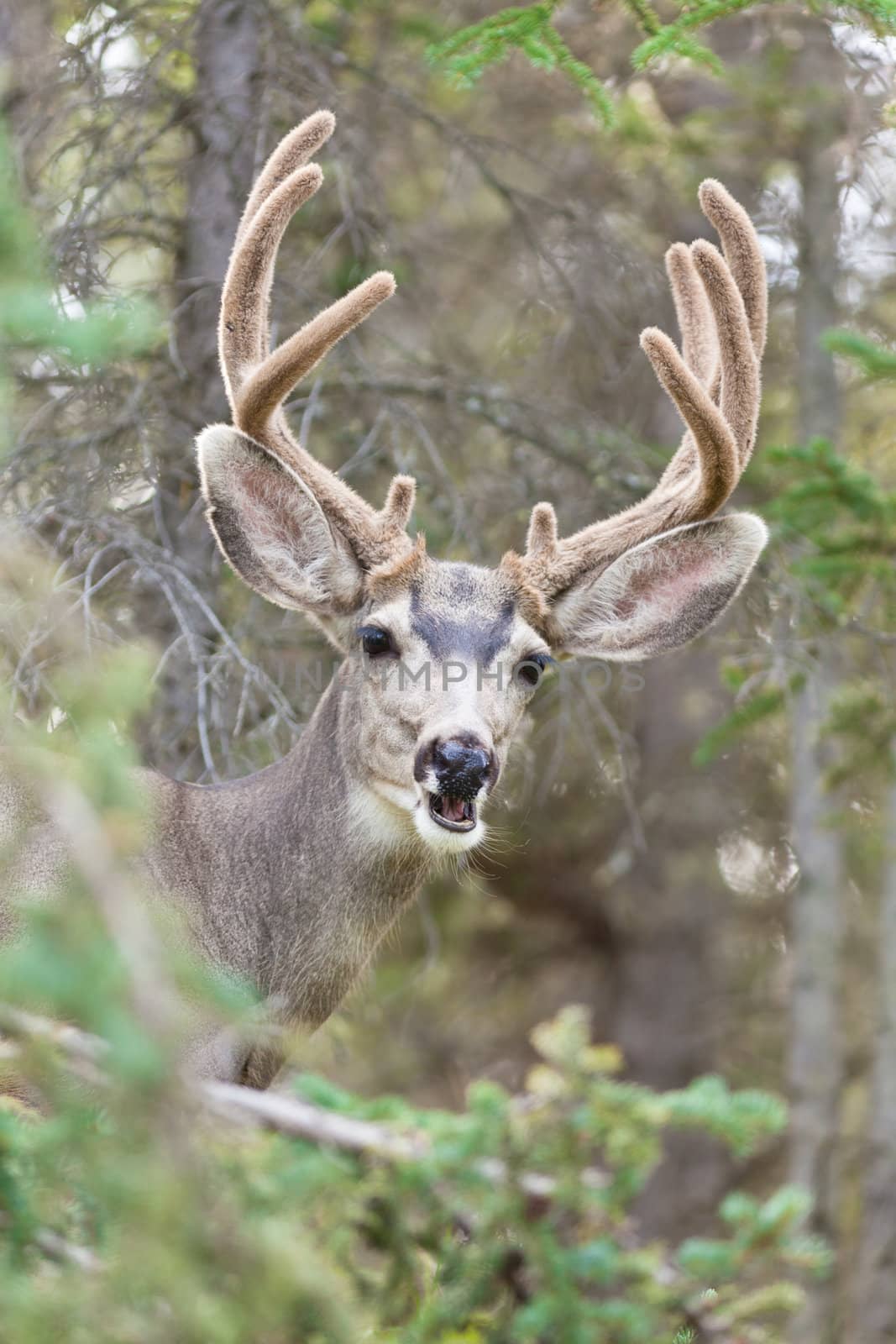 Funny mule deer buck portrait with velvet antler by PiLens