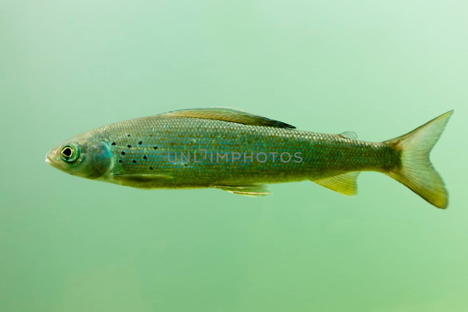 Freshwater fish Arctic Grayling (Thymallus arcticus) underwater waiting for food to float by.