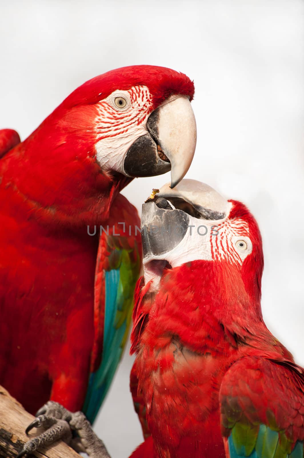Two colorful parrots eating and looking at the camera, close up.